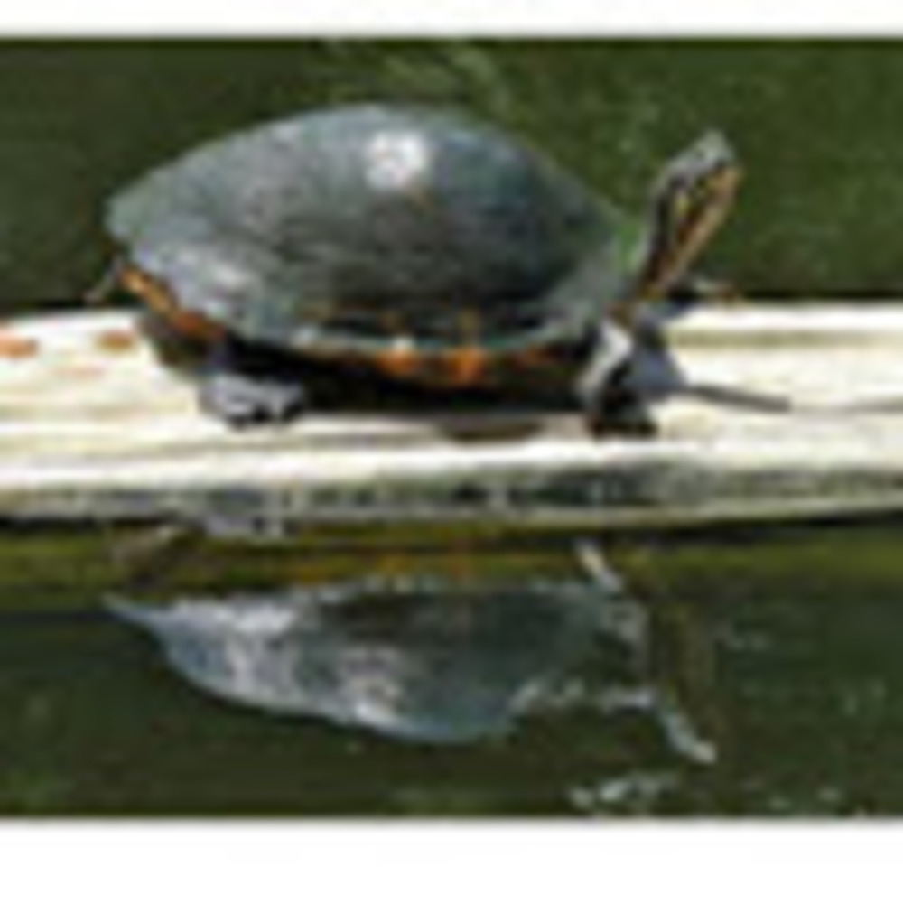 Meet your Posher, Linda